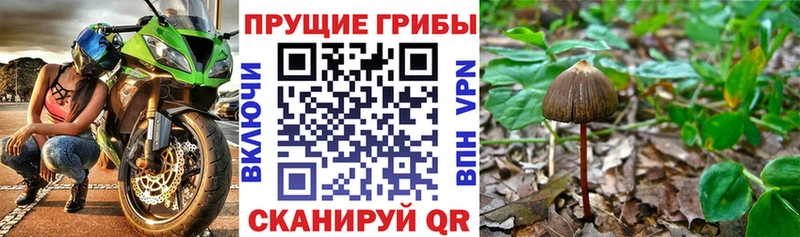 Галлюциногенные грибы прущие грибы купить наркоту Сафоново